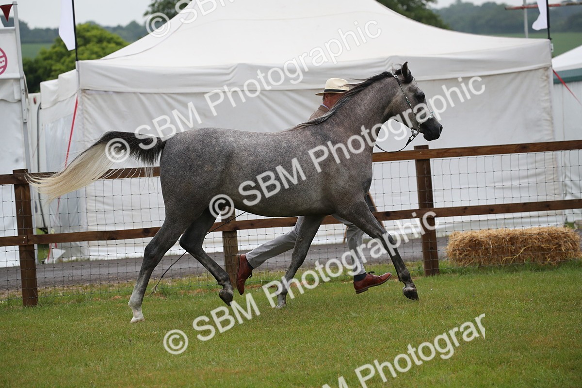 SBM_00012 - Class 17-20 - Arab & Part Bred - Anglo Arab In Hand