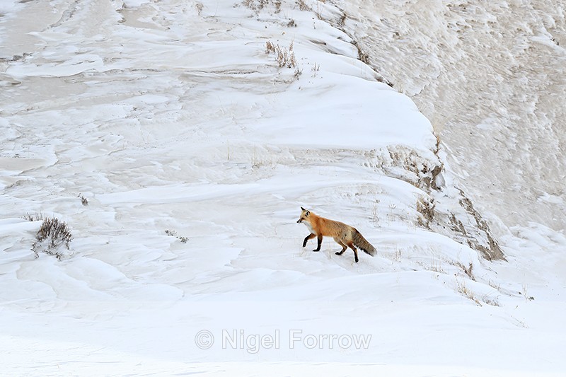 Red Fox climbing, Hayden Valley, Yellowstone National Park - Red Fox
