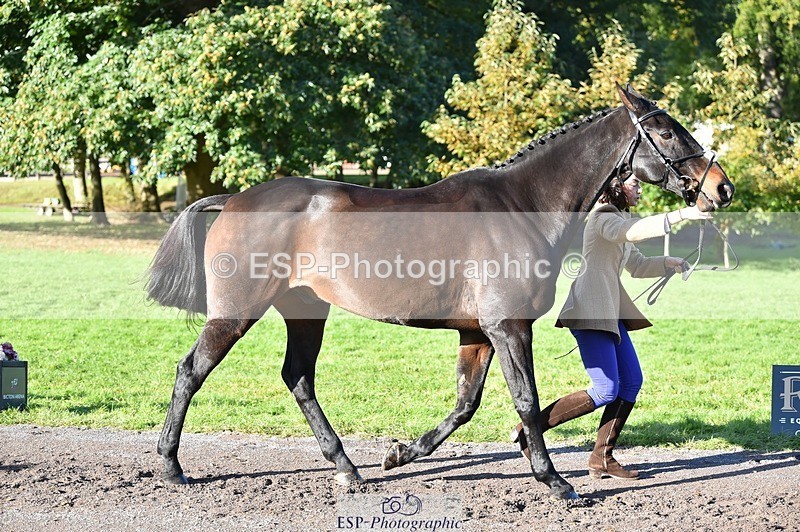 231022-102752-22497 - 472-SIR.LARRY.II-Alice.Wharton-TrotUp+SJ