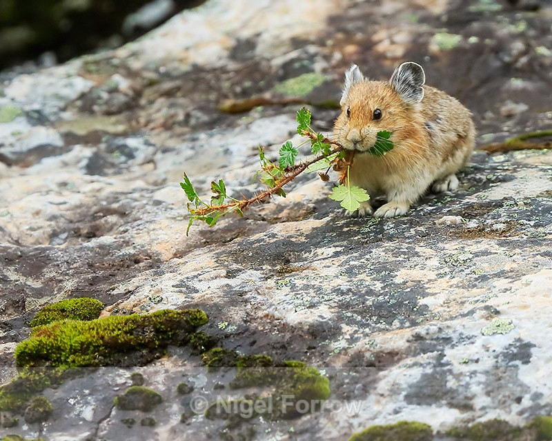 American Pika collecting vegetation for storage as food, Moraine Lake - Pika