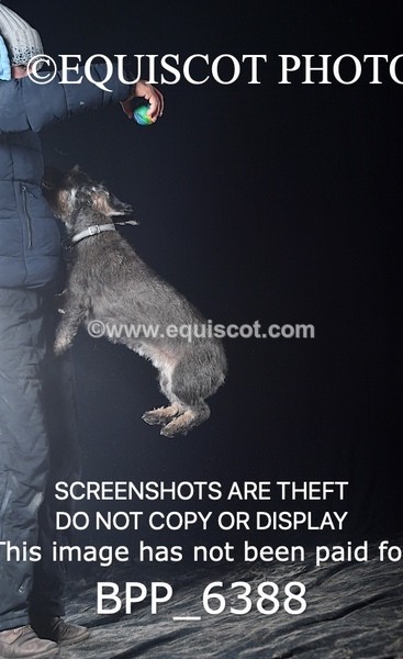 BPP_6388 - CARLA DOGS