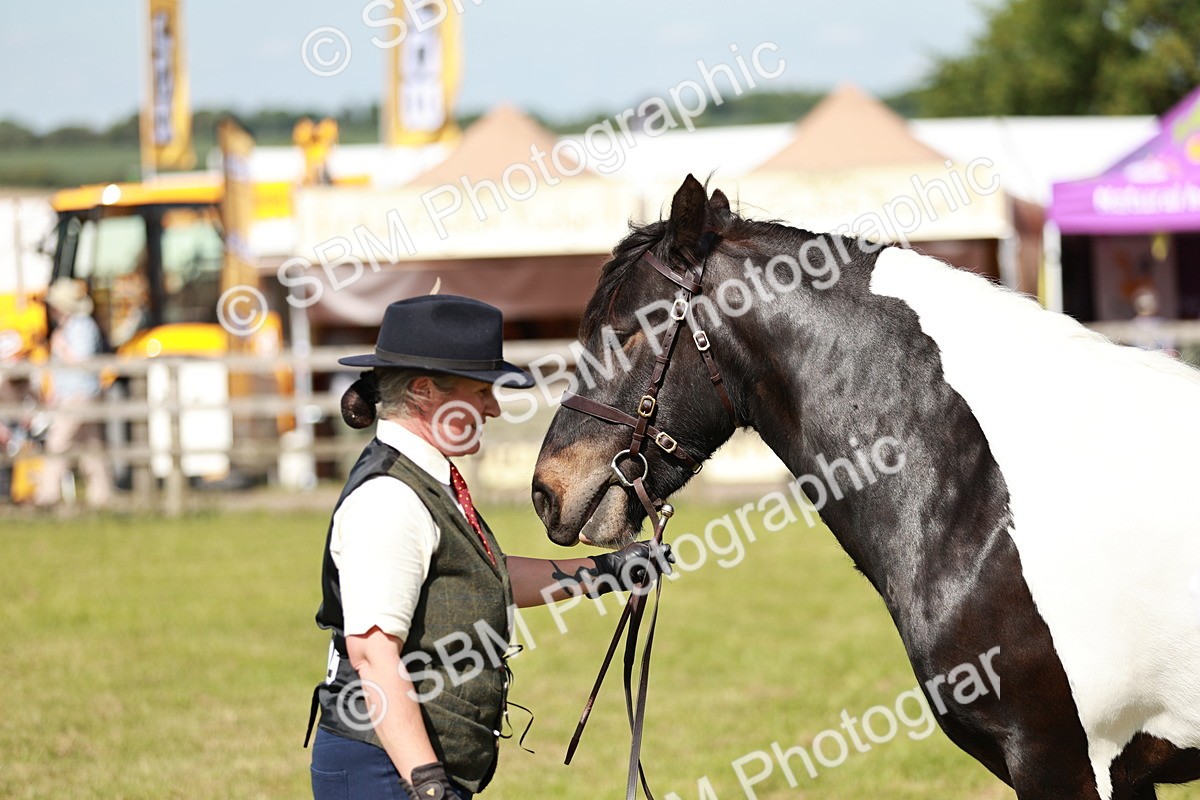 SBM_08805 - Class 63-65 - Traditional Gypsy Cobs In Hand & Ridden