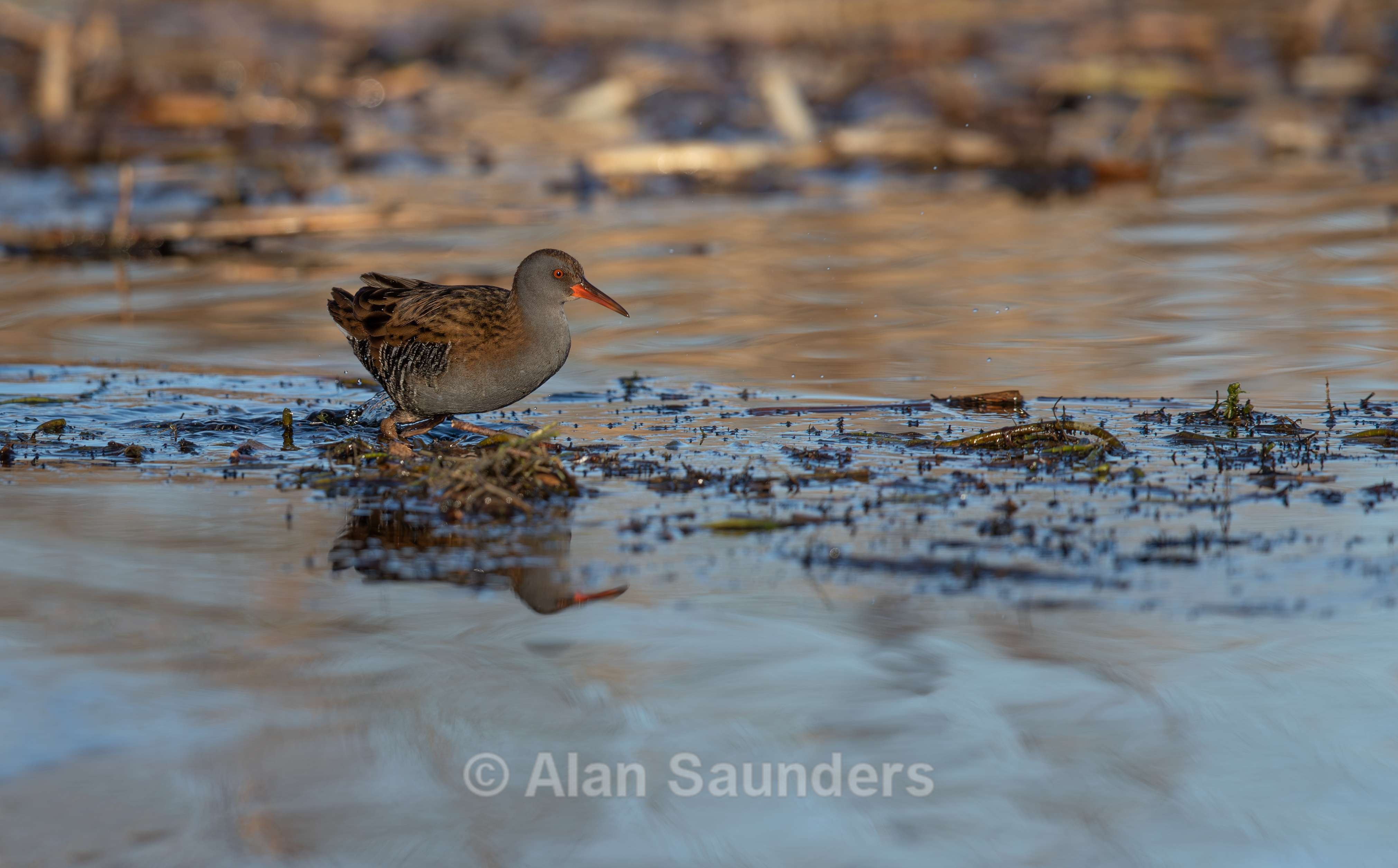 Water Rail 1
