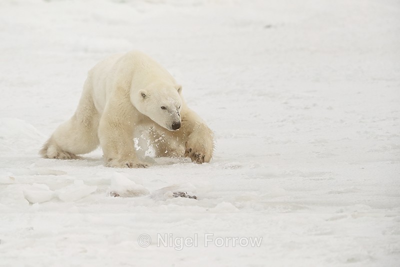 Polar Bear slipping on sea ice, Churchill, Canada - Polar Bear