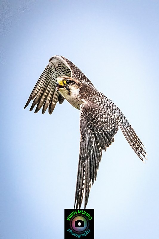 BBR-03-Pergrin Falcon - Raptors