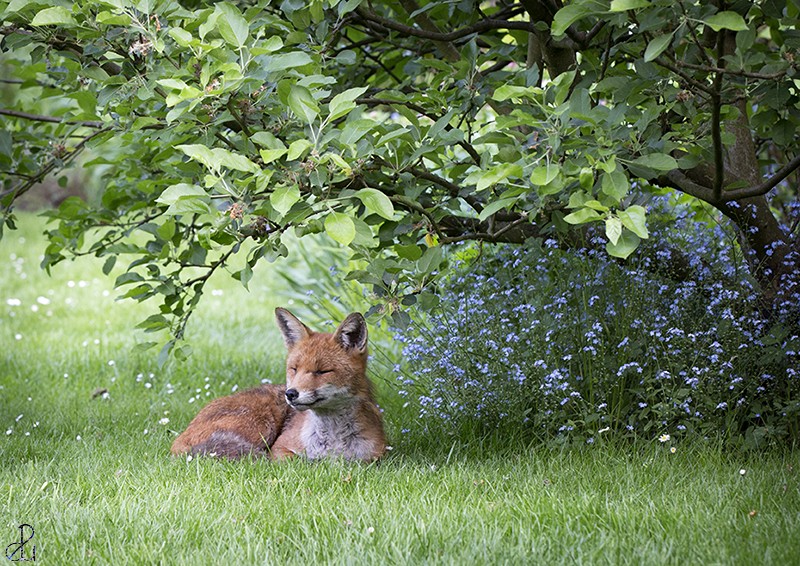 Wildlife photography by Diana Uzun