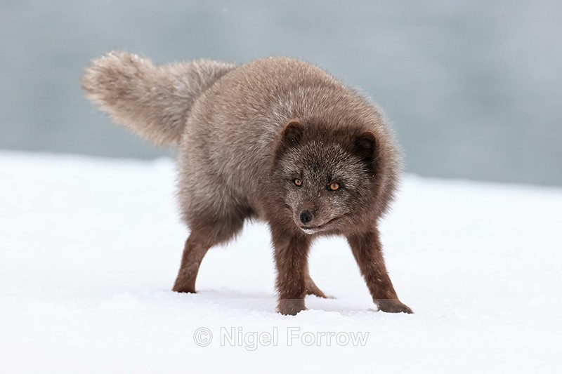 Male Arctic Fox, Hornstrandir, Iceland - Arctic Fox