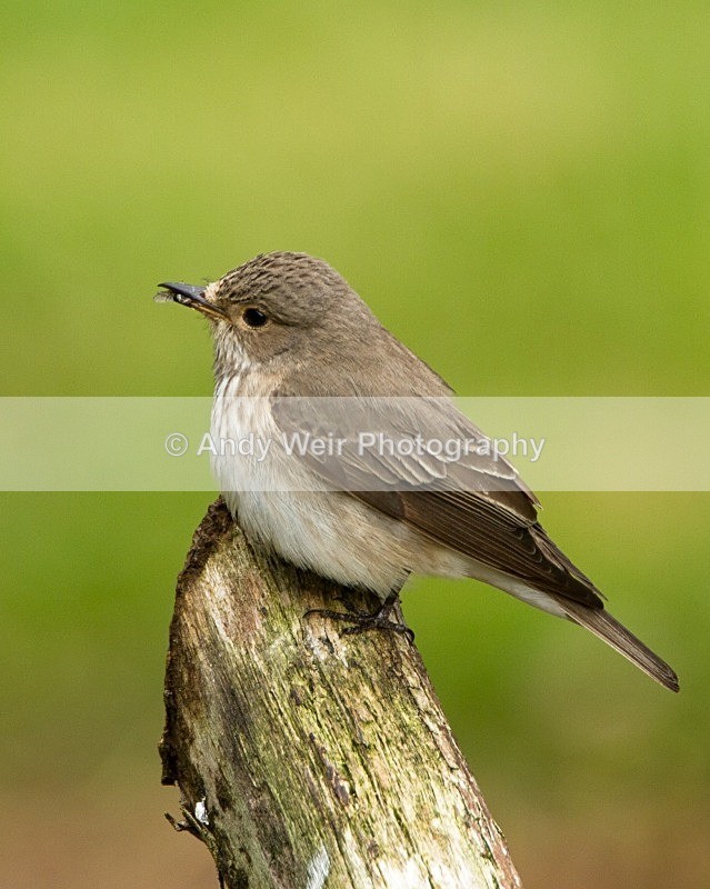 20110613-IMG_5744 - Flycatchers