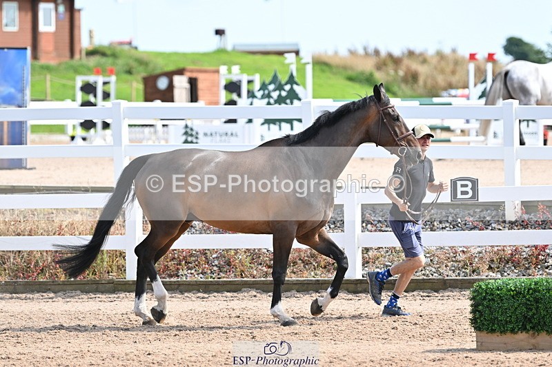 240717A-155403-03162 - Trot Up 3pm to 4pm