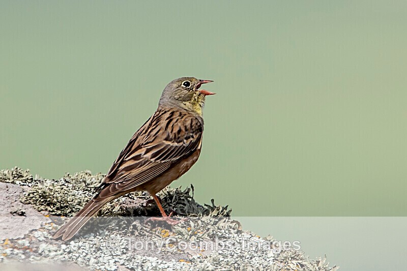 Ortolan Bunting - Macin National Park