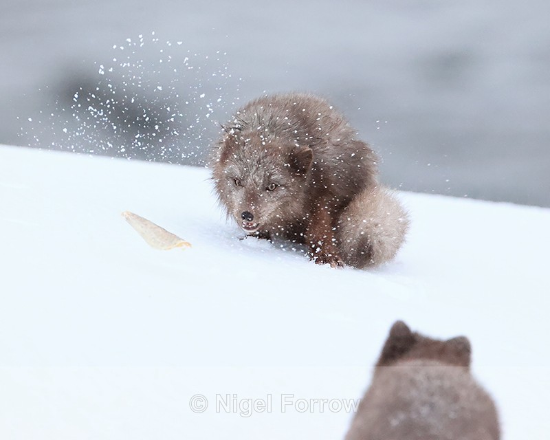 Arctic Fox confrontation over food, Hornstrandir, Iceland - Arctic Fox