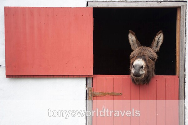 Donkey Relaxing over an old Irish Traditional Farm Door, Ireland - IRISH FARM ANIMALS