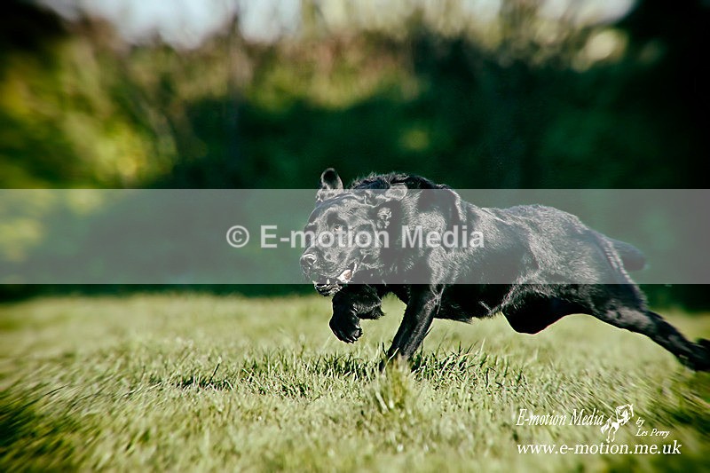 Dogs 110414 18toy - Dogs