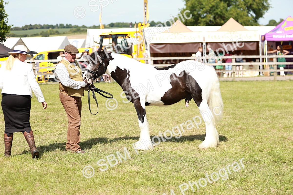 SBM_08646 - Class 63-65 - Traditional Gypsy Cobs In Hand & Ridden