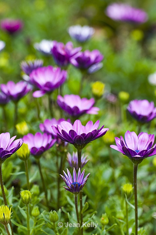 Flower - 6505 - Purple