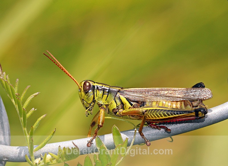 Red-legged Grasshopper Melanoplus femurrubrum - Bees, Beetles, Bugs
