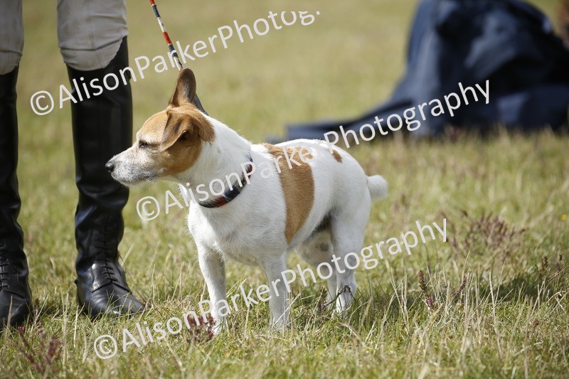 20250831-3670 - Dog Show