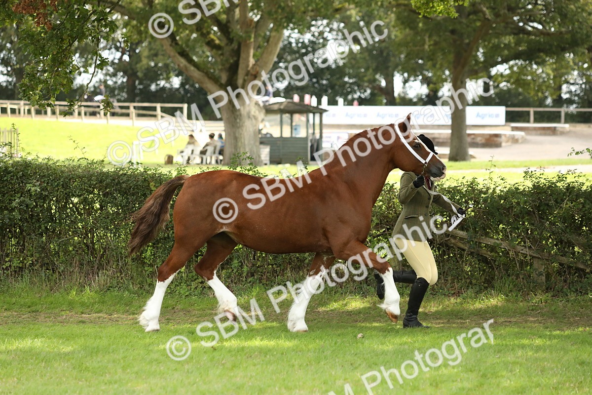 SBM_65372 - S47 - Mountain & Moorland In Hand Large Breeds