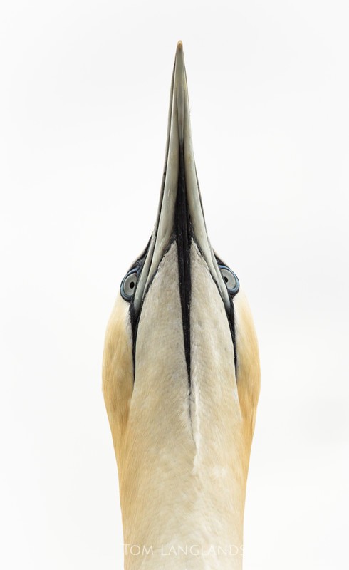 Northern Gannet - Gannets and Puffins