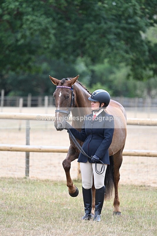WJ7_9763 - Class 5a Most Handsome Gelding (above 14.2hh)