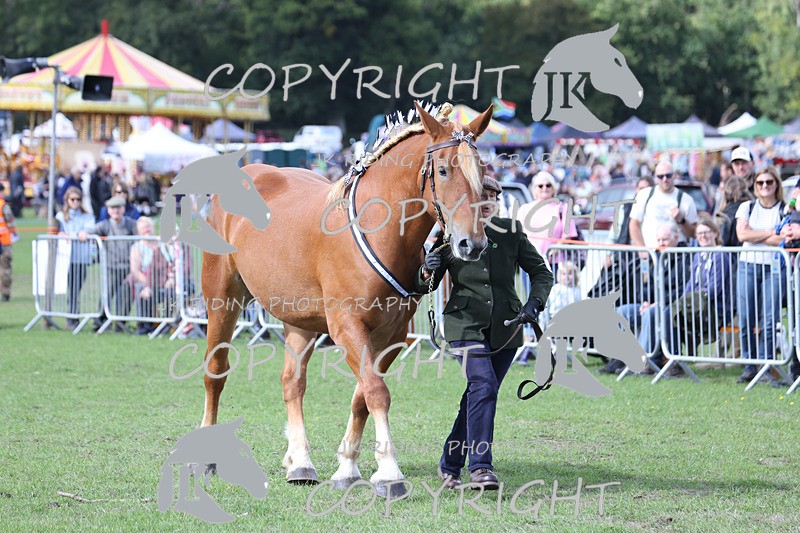 APP_3213 - Class 3 Youngstock