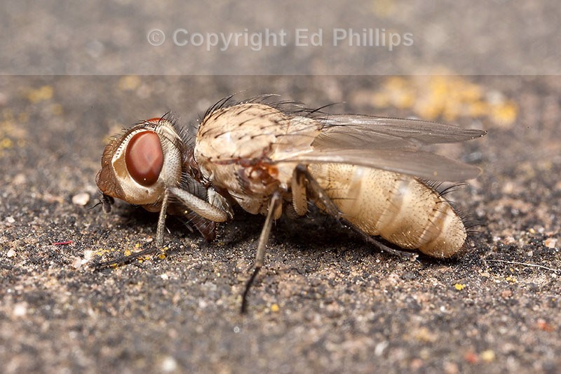 Leucophora Fly