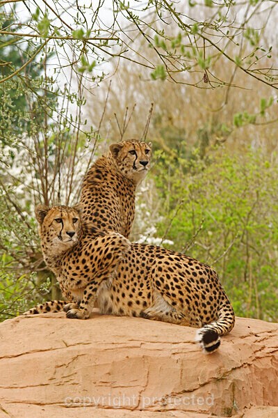 Cheetahs - Abasi and Azizi - Big Cats