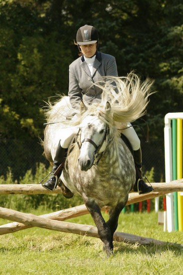 10 - Equestrian Photography