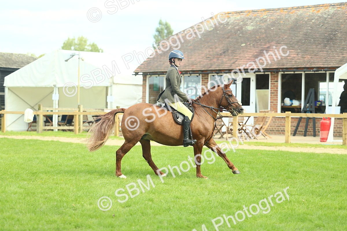 SBM_44562 - S31 - Working Hunter Pony