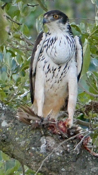 African Hawk Eagle - SA - BIRDS & INSECTS