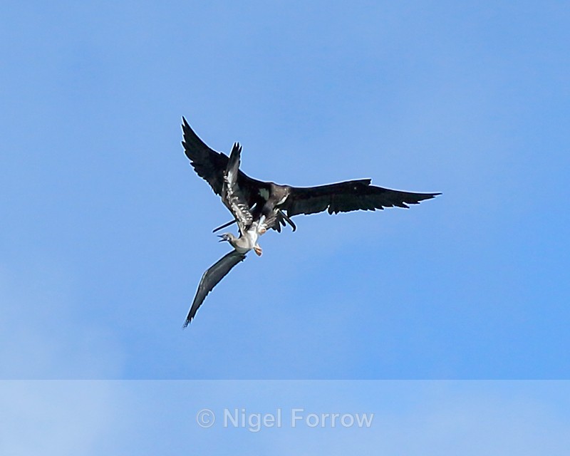 Great Frigatebird attacking juvenile Booby, Kilauea Point, Kauai - Great Frigatebird