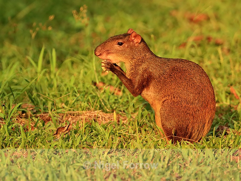 Central American Agouti feeding, Playa Cativo, Costa Rica - Agouti