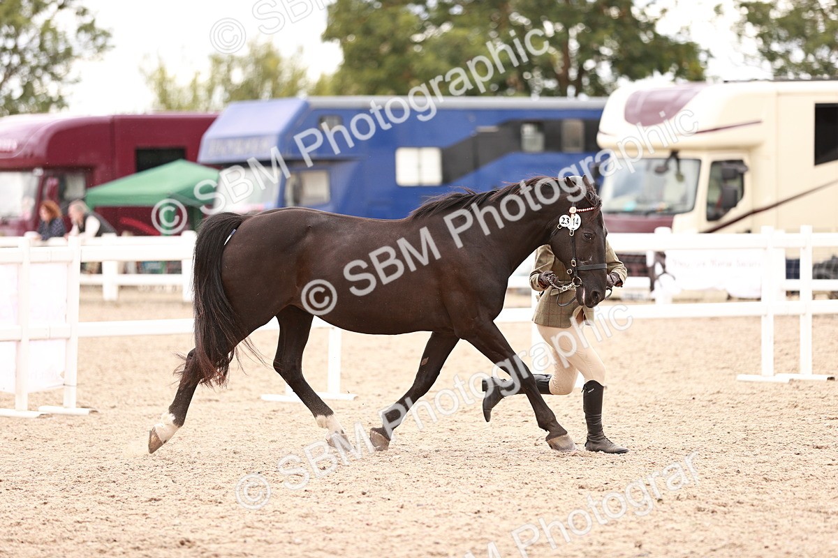 SBM_16906 - Class 415 - Horse-Pony Judge would most like to take home