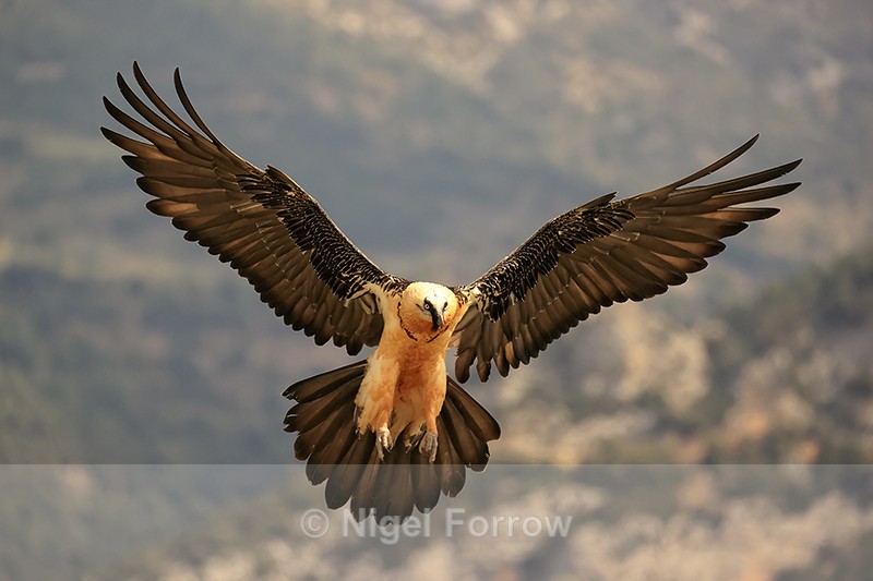 Lammergeier wings outstretched landing, Catalonia, Spain - Lammergeier