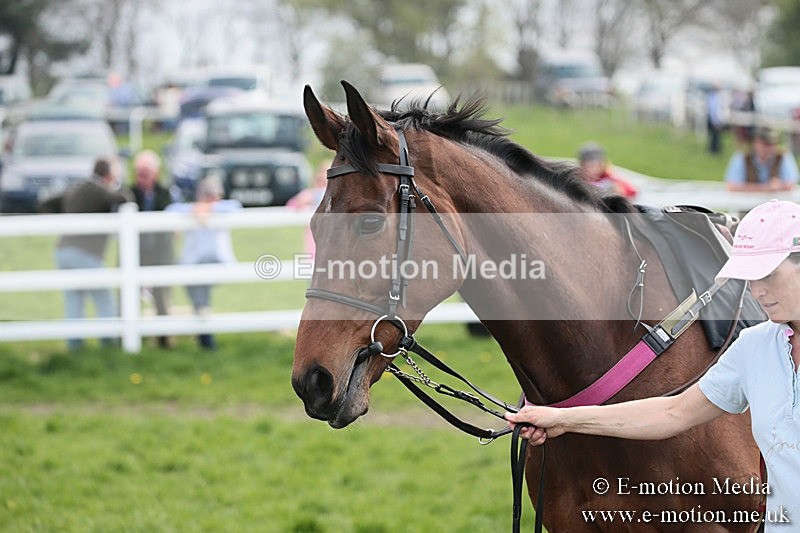 PtP 210418 302 - South & West Wilts Point-to-Point Larkhill 21/04/18