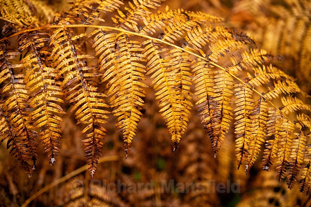  - Autumn