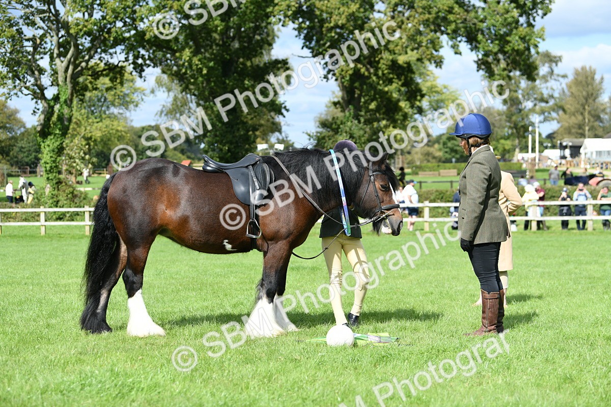 SBM_46916 - S12 - Family Horse & Pony