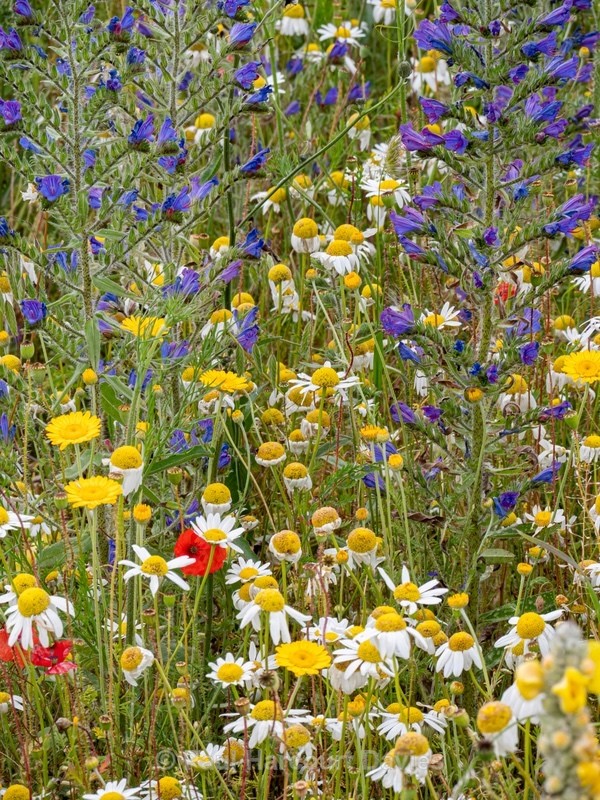 Flowering meadows above Santa Stefano di Sessanio - Flowers in the Landscape - 2
