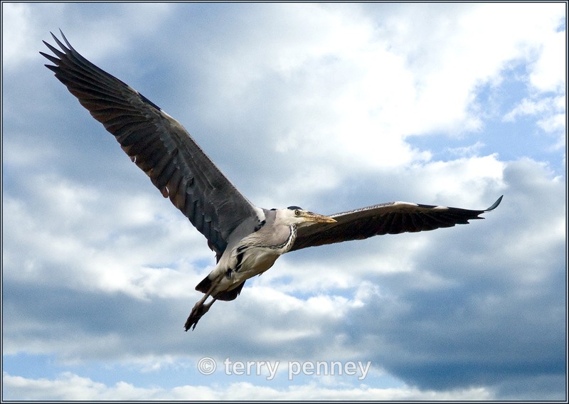Heron - Birds