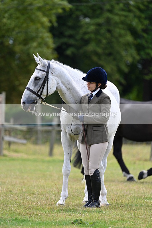 WJ7_7089 - Class 5a Most Handsome Gelding in Hand