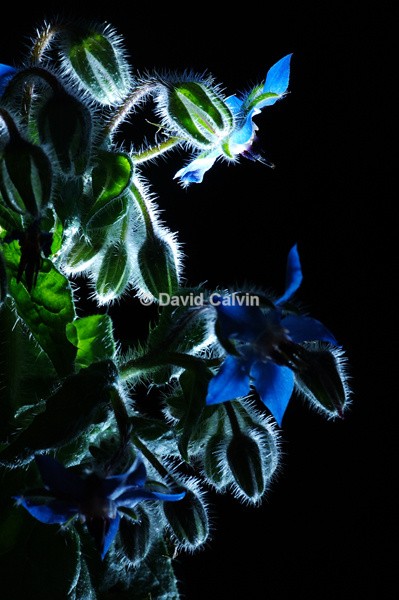 Illuminated Plantlife - Nocturnal