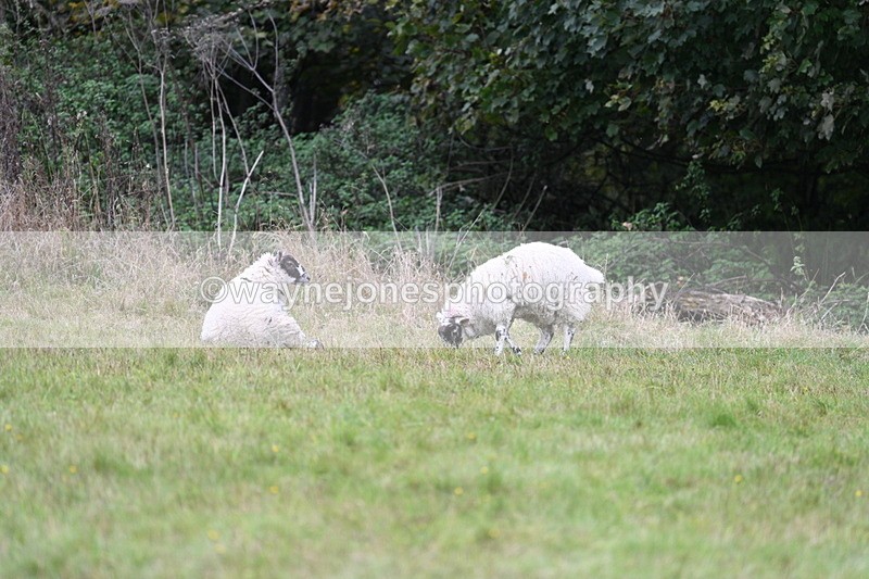 WJ7_4008 - Camera 1 Line 2