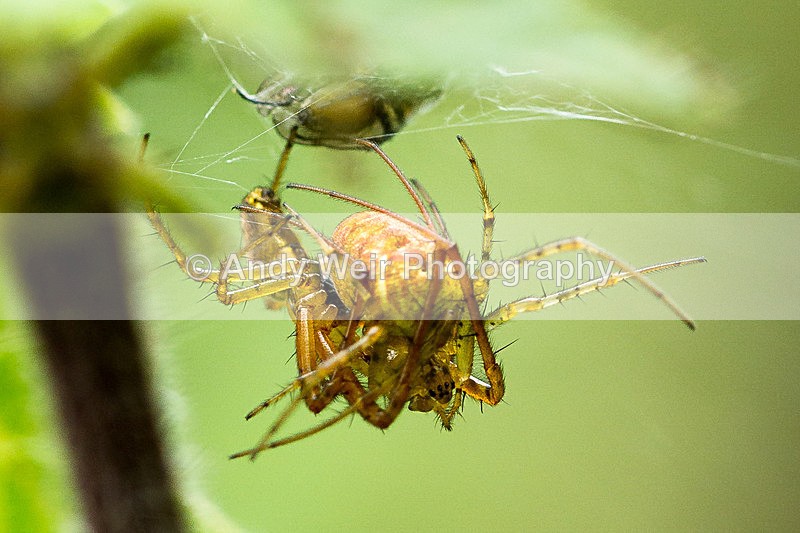 20130921-_MG_5549 - Insects