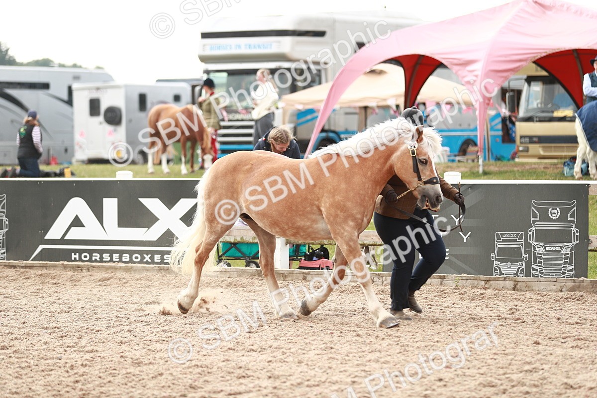 SBM_11795 - Class 206 IH Non Show Type Pony