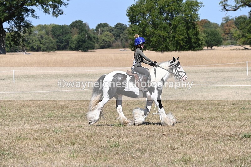 WJ6_8797 - Class 38 Ridden Riding Horse/Pony