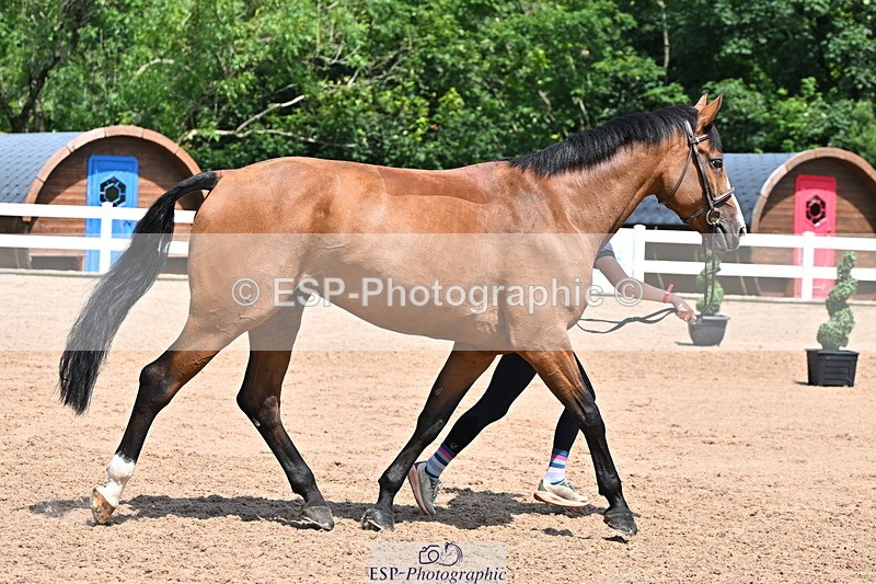 240718A-105257-01372 - Trot Up 12pm to 1pm
