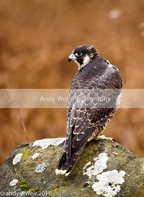  - Peregrine Falcon