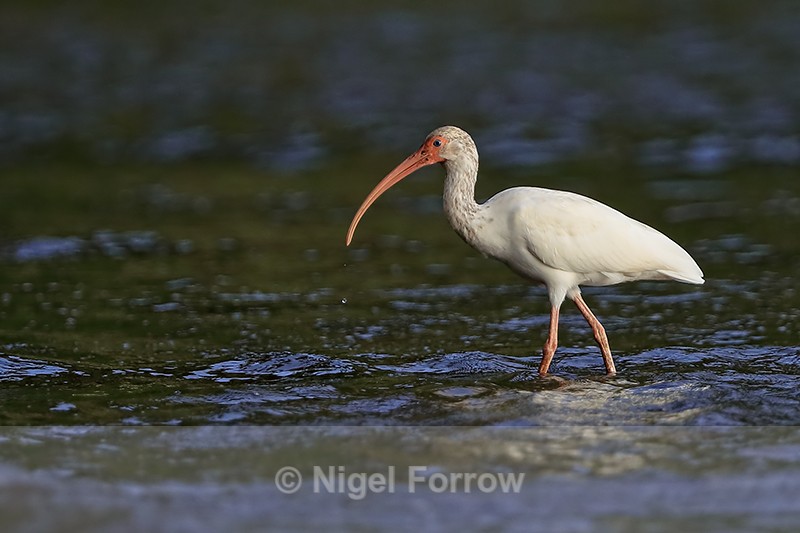White Ibis wading in sea, Playa Cativo Lodge, Costa Rica - White Ibis