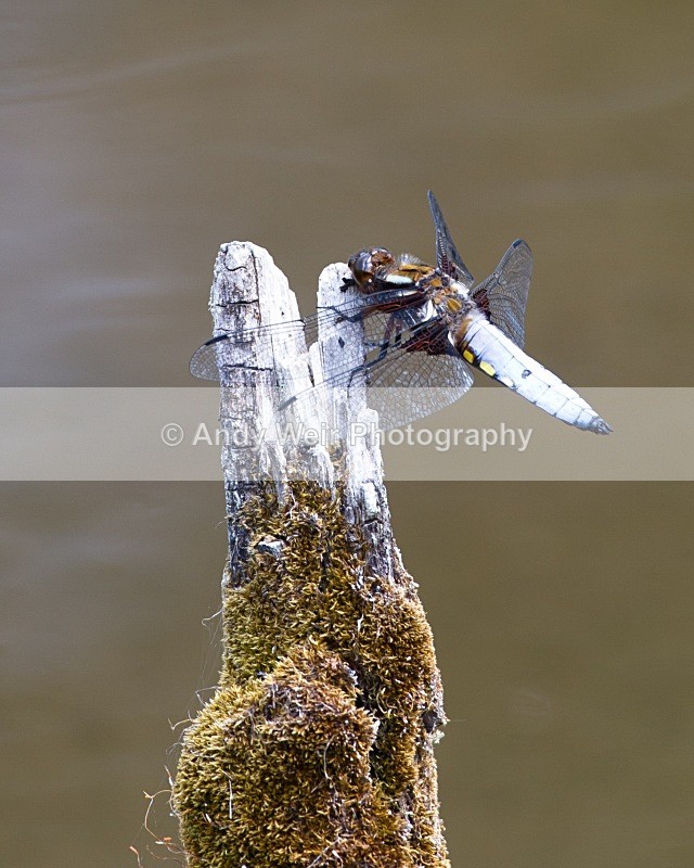 20100605-0447 - Dragonflies & Damselflies