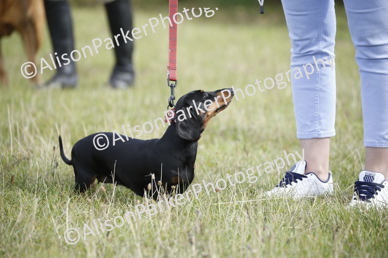 20250831-3751 - Dog Show